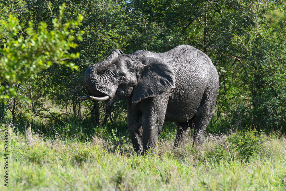 Obraz premium Elephant at the Kruger national park in South Africa