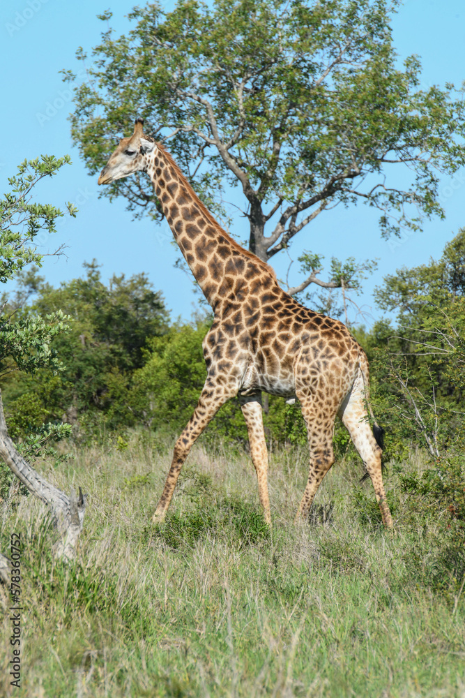 Giraffe of the Kruger national park on South Africa Giraffe of the Kruger national park on South Africa