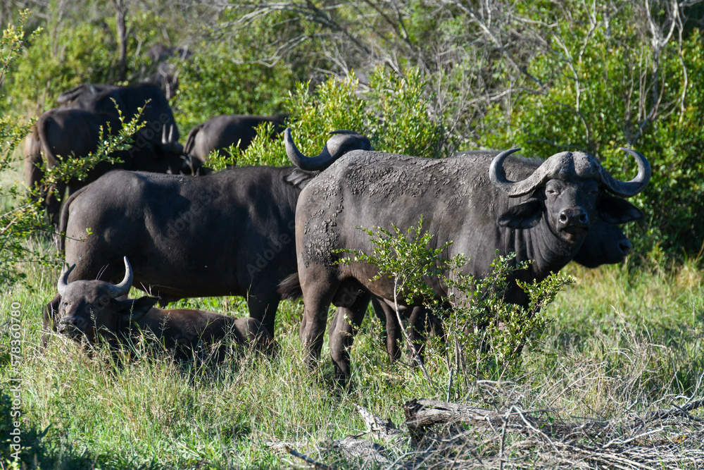 Buffaloes at the Kruger national park on South Africa