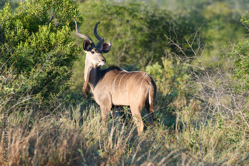 Fototapeta Naklejka Na Ścianę i Meble -  A Bushbuck of the Kruger national park on South Africa