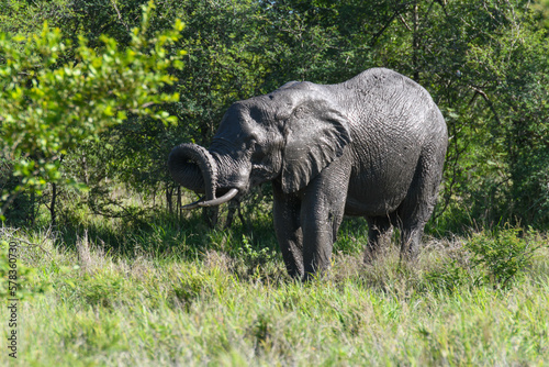 Elephant at the Kruger national park in South Africa