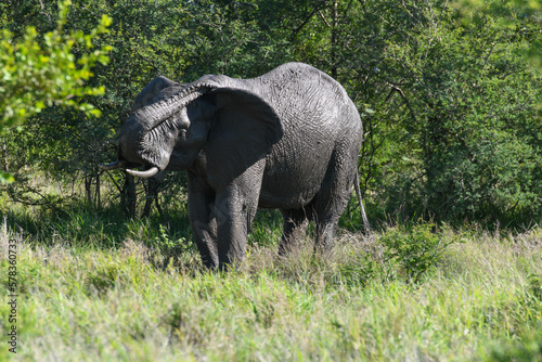 Elephant at the Kruger national park in South Africa