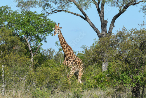 Giraffe of the Kruger national park on South Africa © fotoember