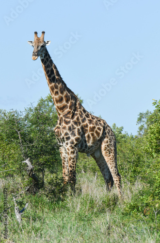 Fototapeta Naklejka Na Ścianę i Meble -  Giraffe of the Kruger national park on South Africa