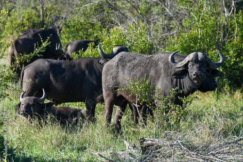 Buffaloes at the Kruger national park on South Africa