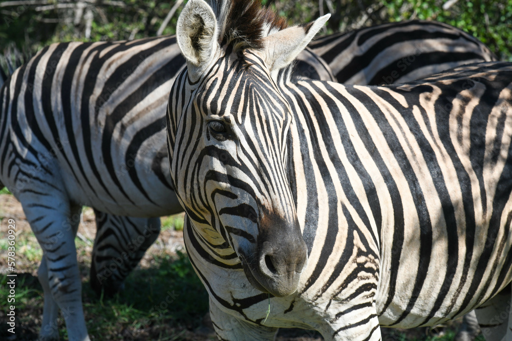 Zebras at the Kruger national park on South Africa Zebras at the Kruger national park on South Africa