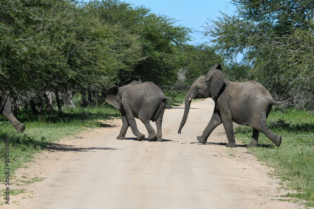 Fototapeta premium Elephants at the Kruger national park in South Africa