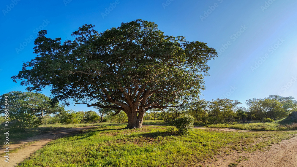 Landscape at the Kruger national park on South Africa Landscape at the Kruger national park on South Africa