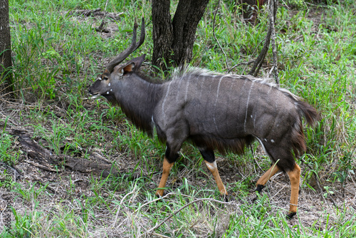 Bushbuck of the Kruger national park in South Africa