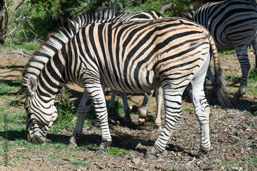 Zebras at the Kruger national park on South Africa