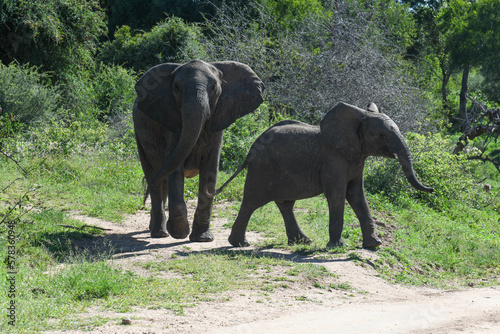 Elephants at the Kruger national park in South Africa © fotoember