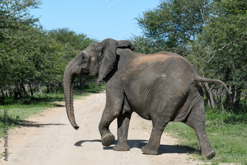 Elephant at the Kruger national park in South Africa