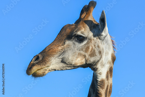 Giraffe of the Kruger national park on South Africa