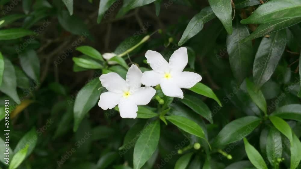 Tabernaemontana dwarf, Mai van phuc, Mai tieu thu Tabernaemontana dwarf, Mai van phuc, Mai tieu thu