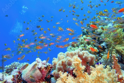 Tropical coral reef with diversity of soft corals and shoal of coral fish