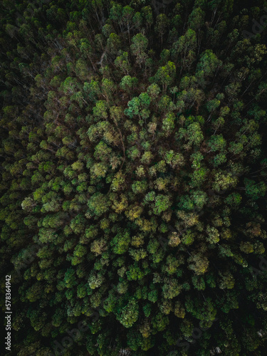 Forest.JPG © Mauro