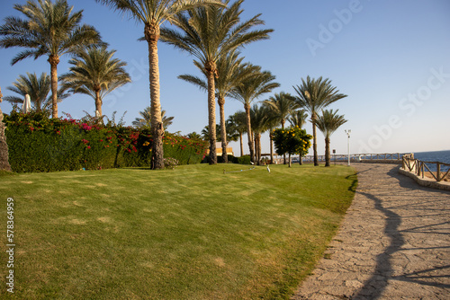 California fan palm (Washingtonia filifera) planted in gardens on the coast of Egypt 