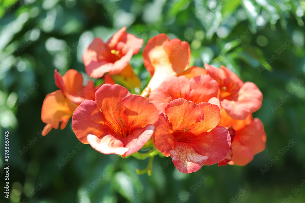 Red Tecoma stans (Esperanza plant, Campsis radicans) in the garden Red Tecoma stans (Esperanza plant, Campsis radicans) in the garden
