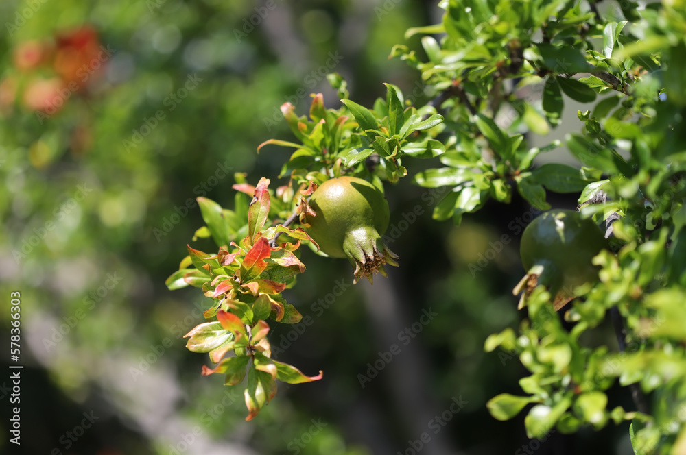 Pomegranate tree branch with fruit