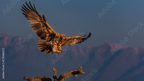 hot landing by imperial eagle photo