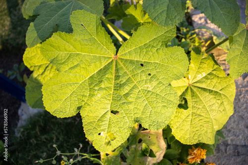 green leaf of the Hollyhock (Alcea species) in the morning sun © Ian