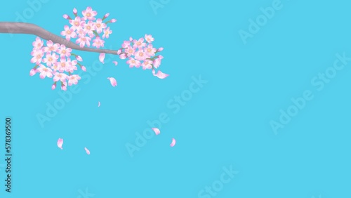 桜の花びらが舞い落ちる動画