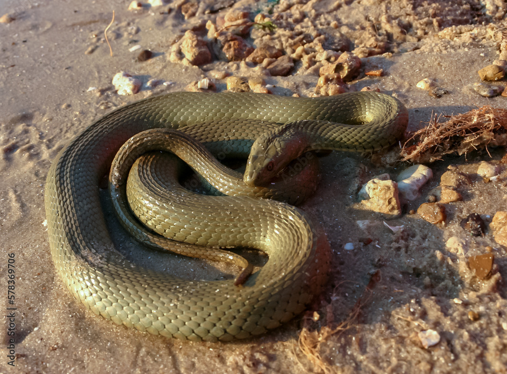 The dice snake (Natrix tessellata), a water snake basks in the sun on the sandy shore of a lake The dice snake (Natrix tessellata), a water snake basks in the sun on the sandy shore of a lake