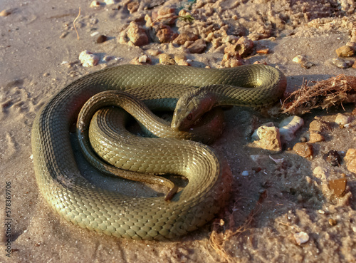 The dice snake (Natrix tessellata), a water snake basks in the sun on the sandy shore of a lake