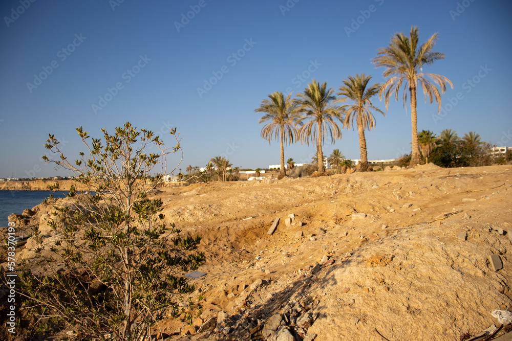 Desert coast line with dark blue water, palm trees and clear blue sky 