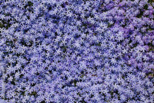 Mossy phlox close-up. Place for text. A high quality. photo
