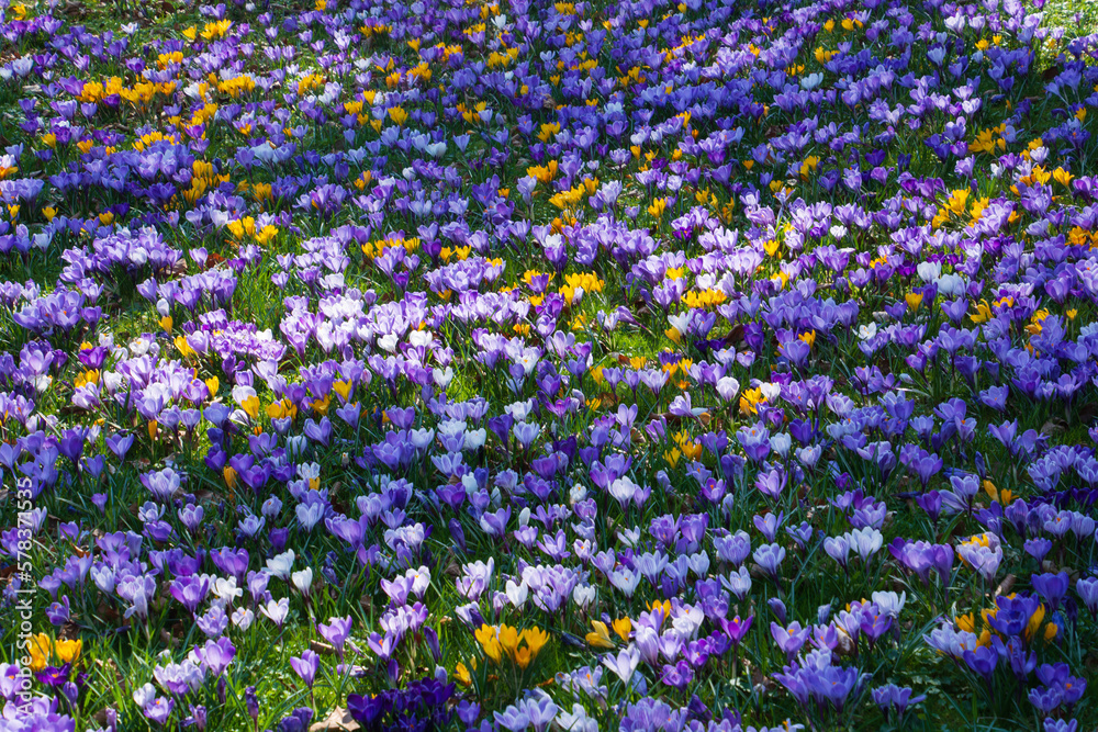 early spring flowers purple and yellow crocuses on meadow