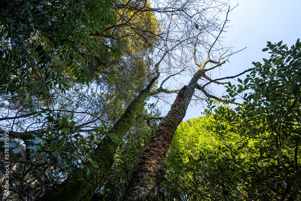 Fototapeta premium 金比羅山の風景