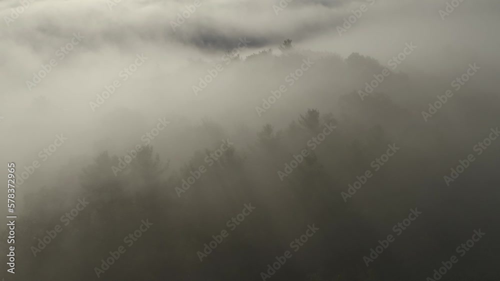 Forest fog - aerial Forest fog - aerial