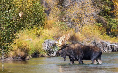 Pair of Bull Moose During the Rut in Wyoming in Autumn