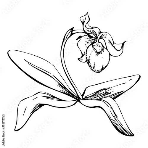 Hand drawn vector ink orchid flowers, stems, leaves, monochrome, detailed outline. Composition with branches. Isolated on white background. Design for wall art, wedding, print, tattoo, cover, card.