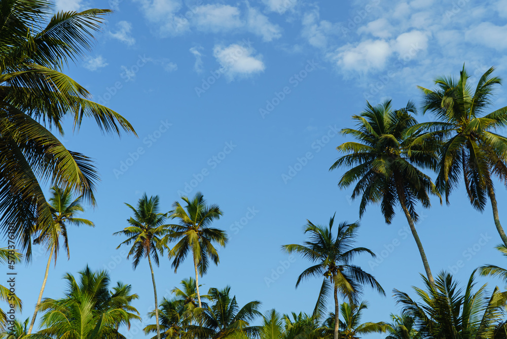 Tropical landscape with palm trees and blue sky with clouds