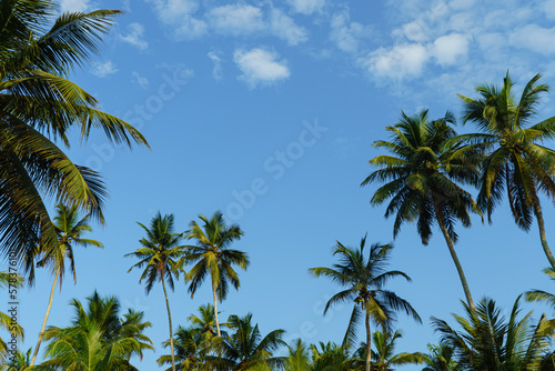 Tropical landscape with palm trees and blue sky with clouds