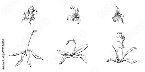 Hand drawn vector ink orchid flowers and branches  monochrome  detailed outline. Single flowers  leaves  stems. Isolated on white background. Design for wall art  wedding  print  tattoo  cover  card.