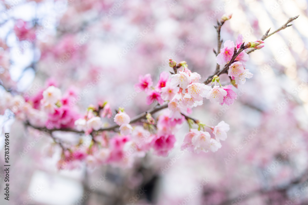 Beautiful sakura blossom over the tree