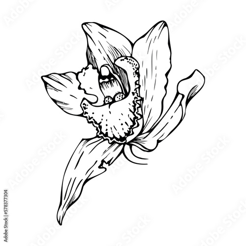 Hand drawn vector ink orchid, monochrome, detailed outline. Close-up drawing of single cymbidium exotic flower. Isolated on white background. Design for wall art, wedding, print, tattoo, cover, card.