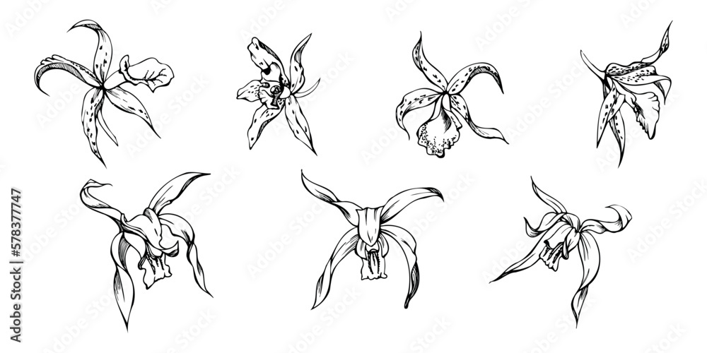 Hand drawn vector ink orchid flowers and branches, monochrome, detailed outline. Single flowers, leaves, stems. Isolated on white background. Design for wall art, wedding, print, tattoo, cover, card. Hand drawn vector ink orchid flowers and branches, monochrome, detailed outline. Single flowers, leaves, stems. Isolated on white background. Design for wall art, wedding, print, tattoo, cover, card.