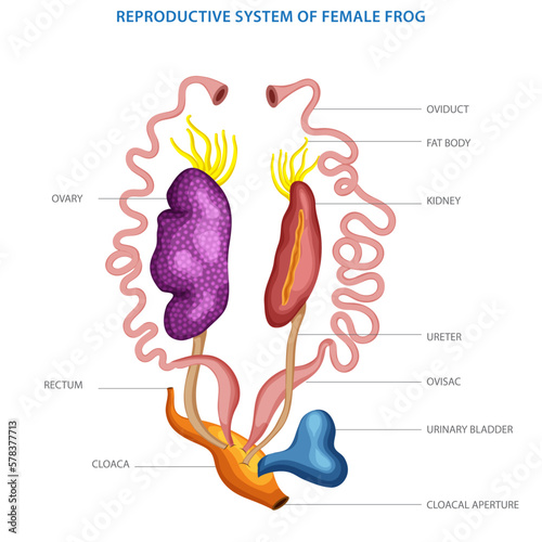 Reproductive System of female frog