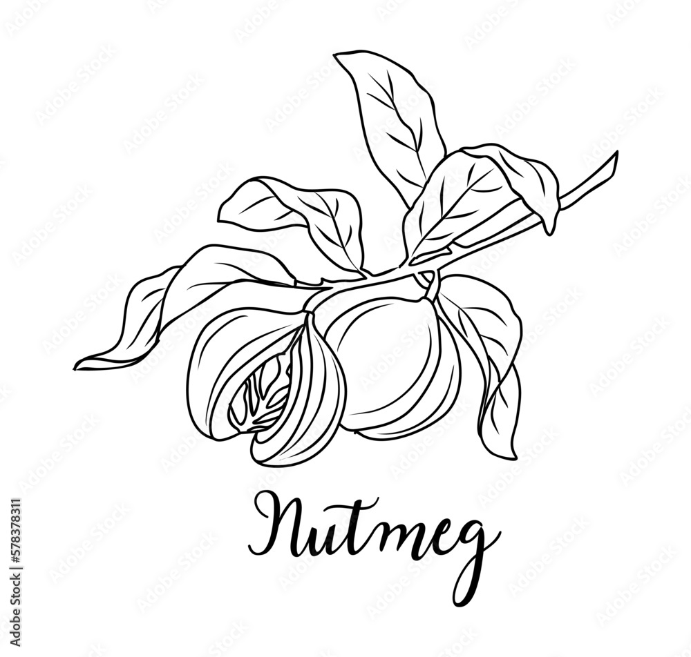Nutmeg spice Black and white line art drawing. Kitchen herbs and spices
