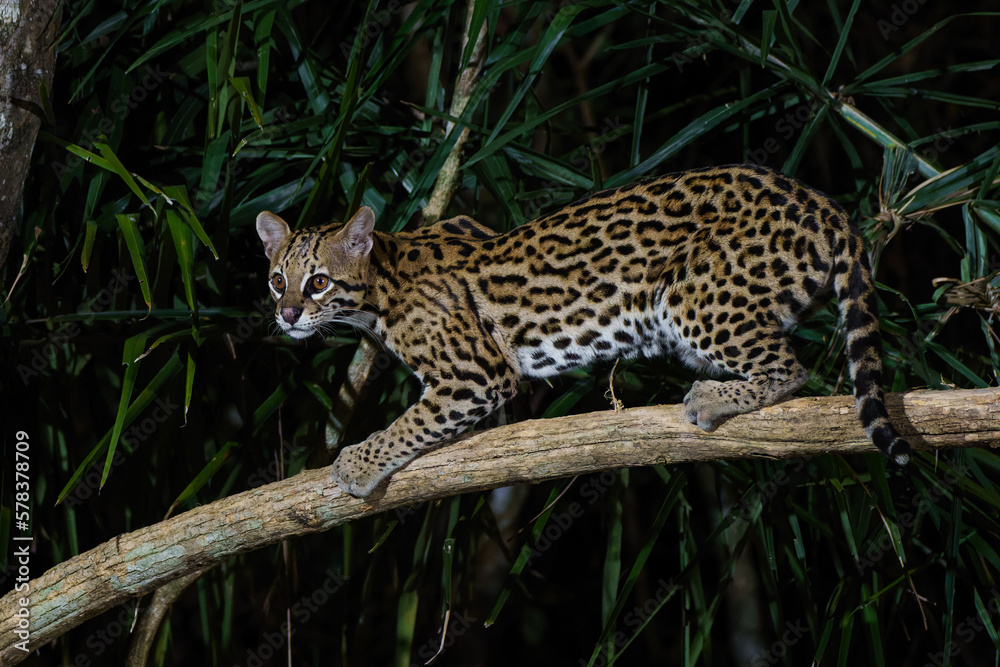 Ocelot (Leopardus pardalis) searching for food in the night in the forest of the North Pantanal in Brazil Ocelot (Leopardus pardalis) searching for food in the night in the forest of the North Pantanal in Brazil