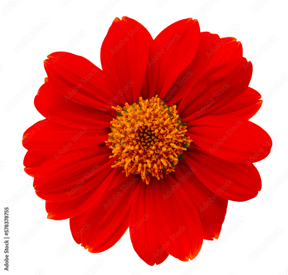 Mexican sunflower on transparent background