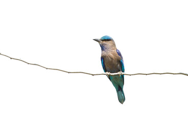 Blue kingfisher bird on transparent background.