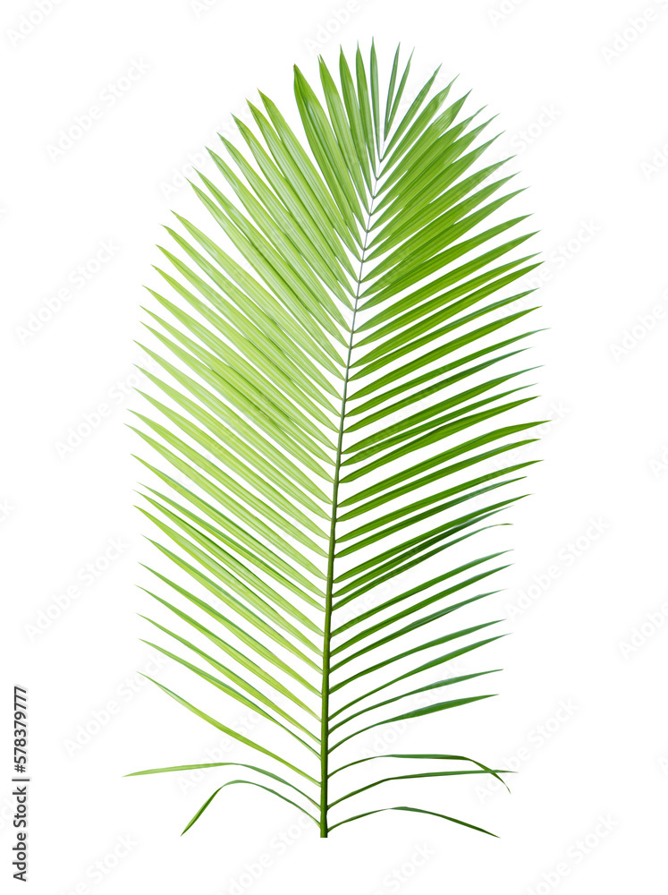 Tropical green leaf of palm tree on transparent background (png file). Tropical green leaf of palm tree on transparent background (png file).