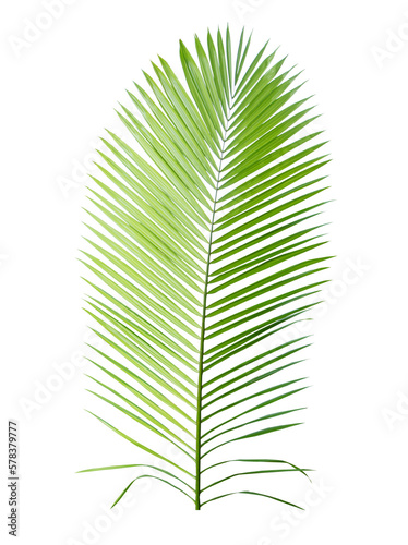 Tropical green leaf of palm tree on transparent background  png file .
