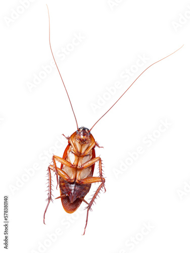 cockroach on transparent background