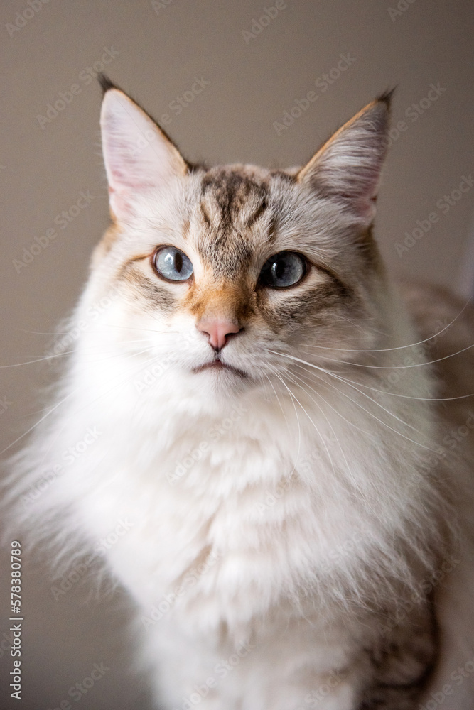 White Cat Blue Eyes